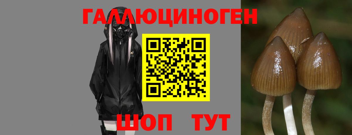 Галлюциногенные грибы GOLDEN TEACHER Железноводск
